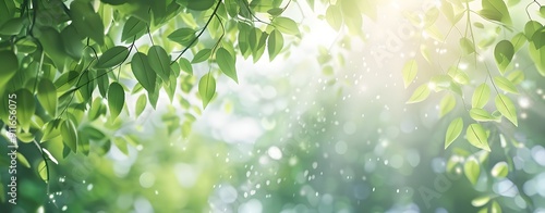 Green Leaves in Sunlight with Bokeh Background