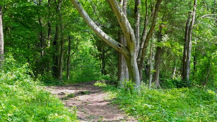 Fotobehang Groen A natural path leading through the park  © Denny