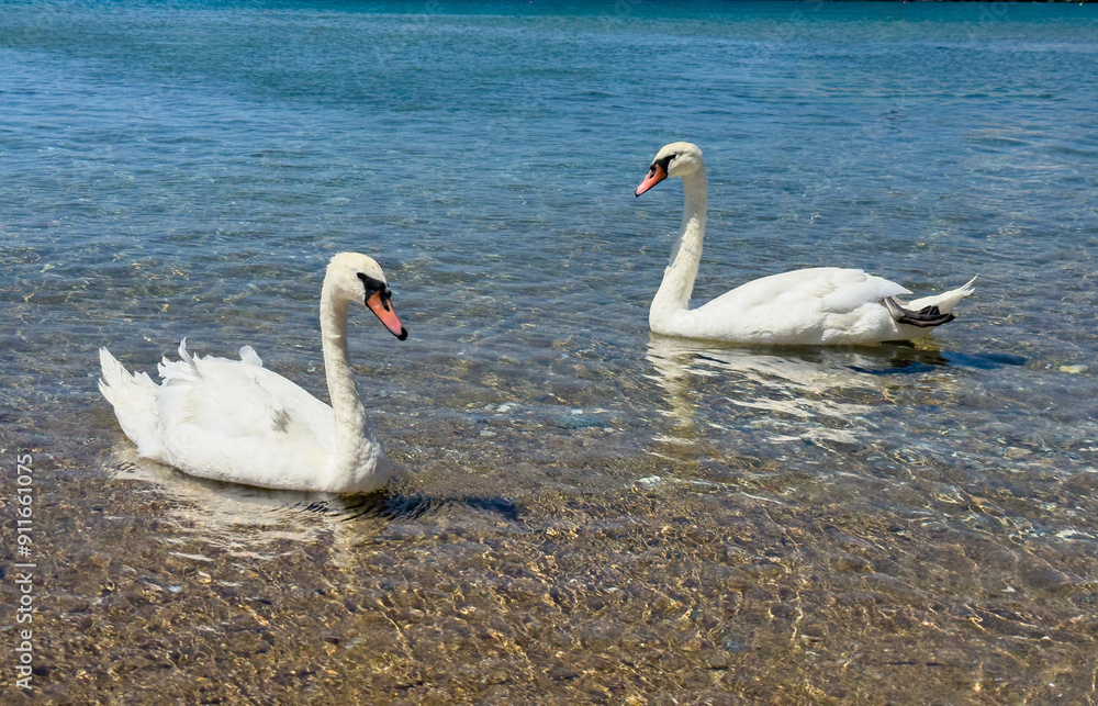 Two swans swim on the calm sea water, Two swans swim on the calm sea water,