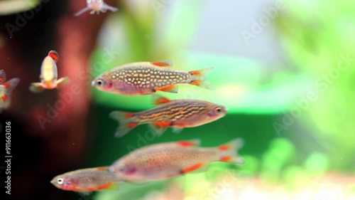 The celestial pearl danio Margaritatus Galaxy Microrasbora. Macro view the school of aquarium fish rasbora, Bright blue body pearly dots, orange red fins tails. shallow depth of field photo