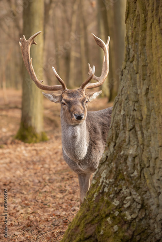 Fototapeta Naklejka Na Ścianę i Meble -  Vertical Portrait of European Fallow Deer behind Tree in Autumn Forest. Beautiful Animal with Antlers in the Czech Republic.