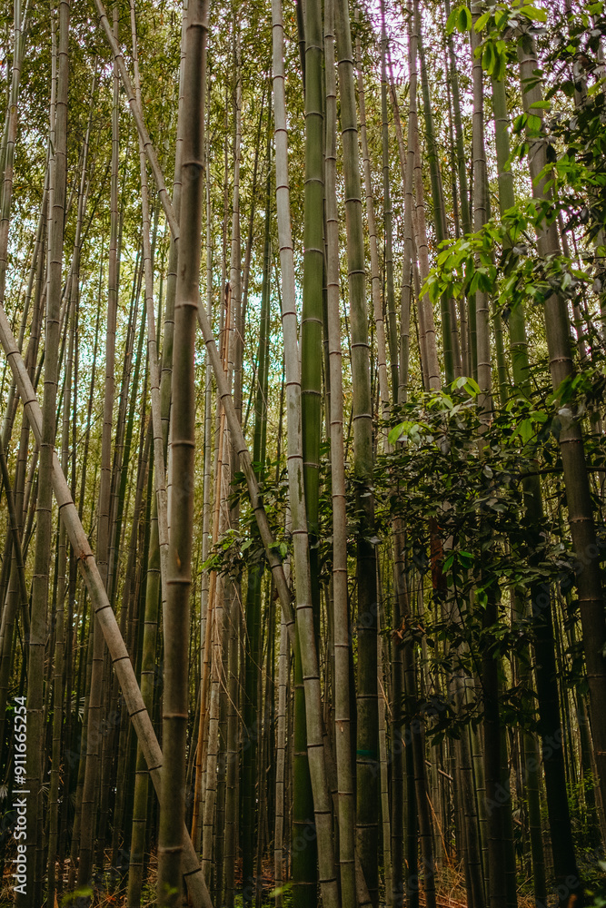 Bamboo forest Bamboo forest