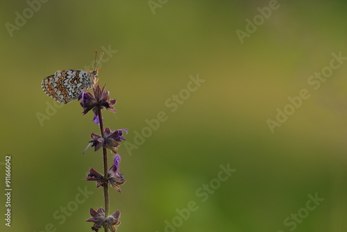 una farfalla melitaea athalia photo