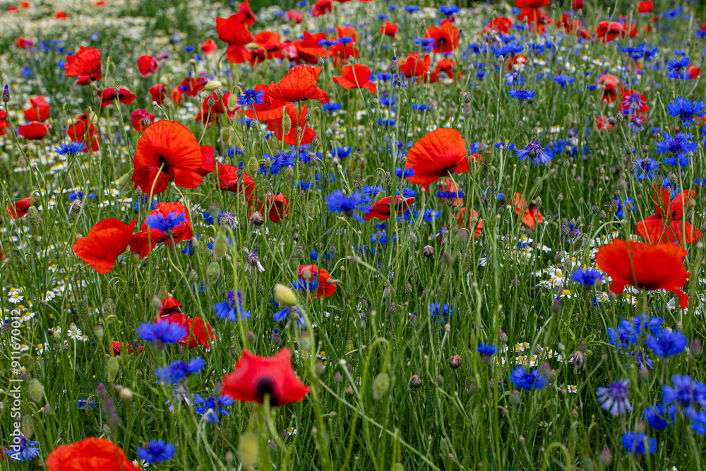 Fototapeta premium Mak (Papaver L.), rodzaj z rodziny makowatych - Papaveraceae Juss., obejmuje ponad 100 przeważnie jednorocznych gatunków, rodzimych w umiarkowanej i chłodnej strefie półkuli północnej.