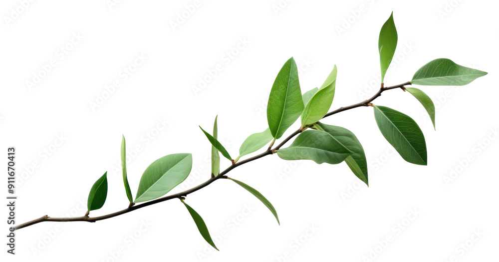 Obraz premium PNG Branch plant green leaf.