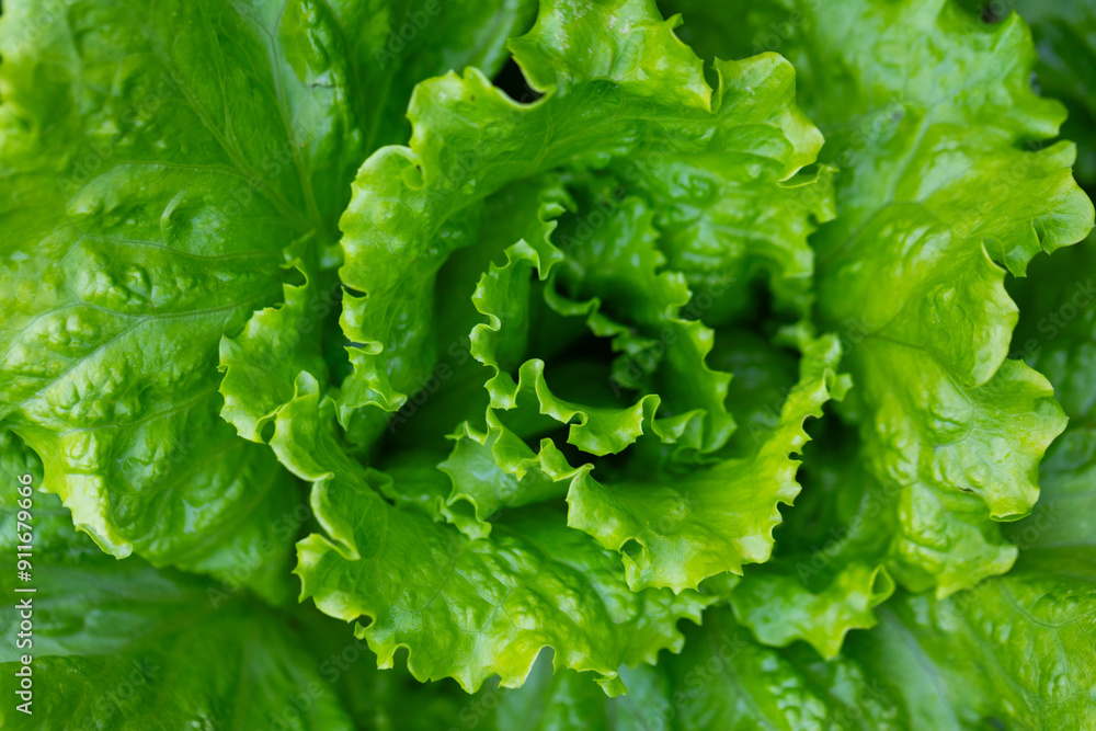 green lettuce leaves green lettuce leaves