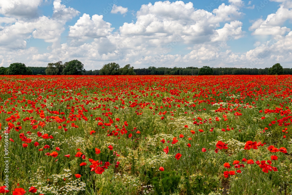 Mak (Papaver L.), rodzaj z rodziny makowatych - Papaveraceae Juss., obejmuje ponad 100 przeważnie jednorocznych gatunków, rodzimych w umiarkowanej i chłodnej strefie półkuli północnej. Mak (Papaver L.), rodzaj z rodziny makowatych - Papaveraceae Juss., obejmuje ponad 100 przeważnie jednorocznych gatunków, rodzimych w umiarkowanej i chłodnej strefie półkuli północnej.