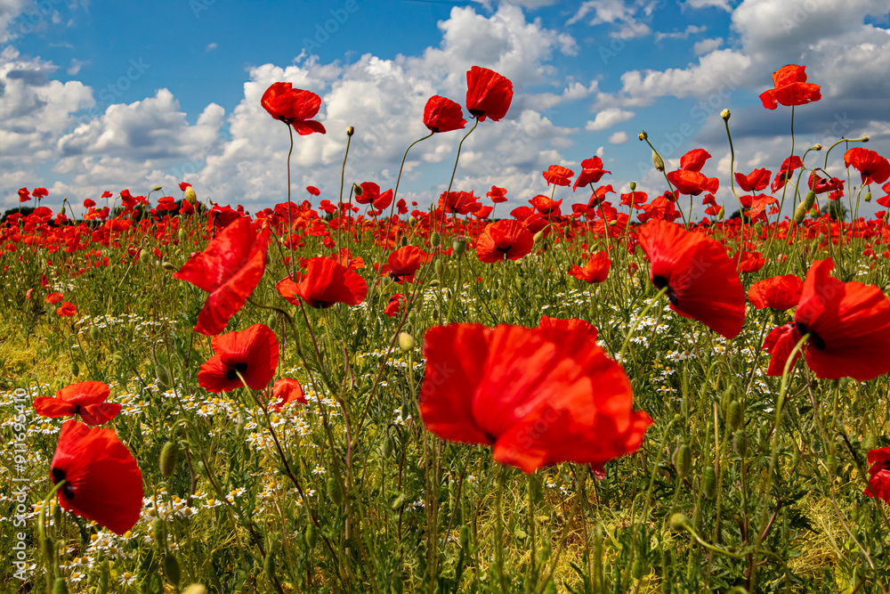 Obraz premium Mak (Papaver L.), rodzaj z rodziny makowatych - Papaveraceae Juss., obejmuje ponad 100 przeważnie jednorocznych gatunków, rodzimych w umiarkowanej i chłodnej strefie półkuli północnej.