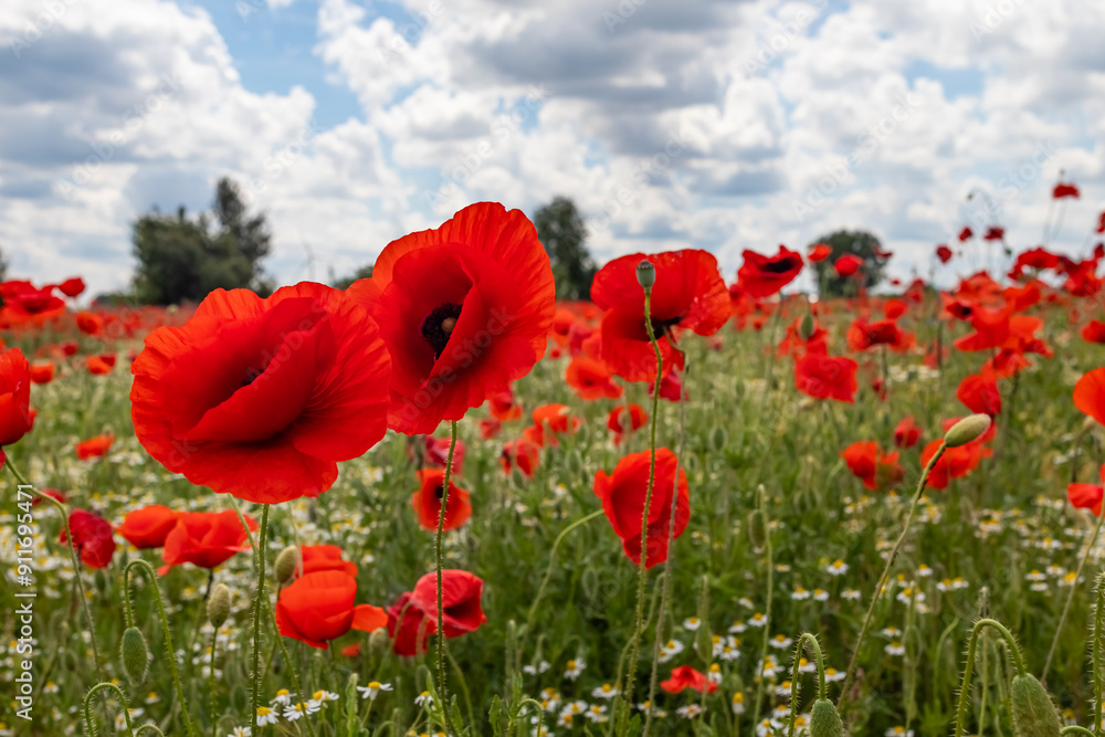 Fototapeta premium Mak (Papaver L.), rodzaj z rodziny makowatych - Papaveraceae Juss., obejmuje ponad 100 przeważnie jednorocznych gatunków, rodzimych w umiarkowanej i chłodnej strefie półkuli północnej.