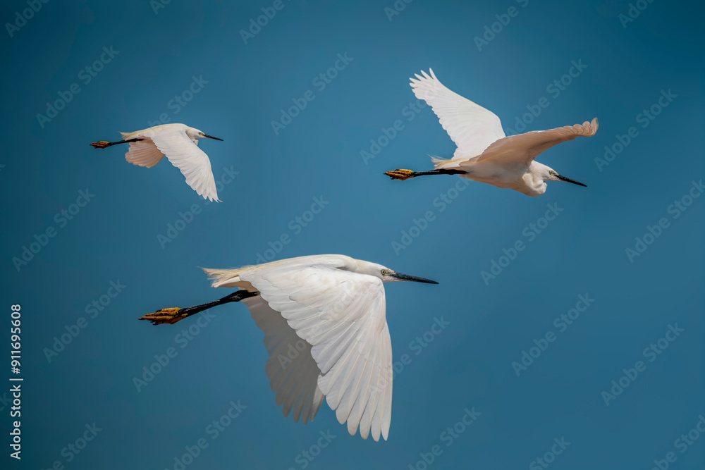 Obraz premium Three white egrets flying in the blue sky with the in a lagoon of the Salinas Regional Park of San Pedro del Mar Menor, Murcia, Spain