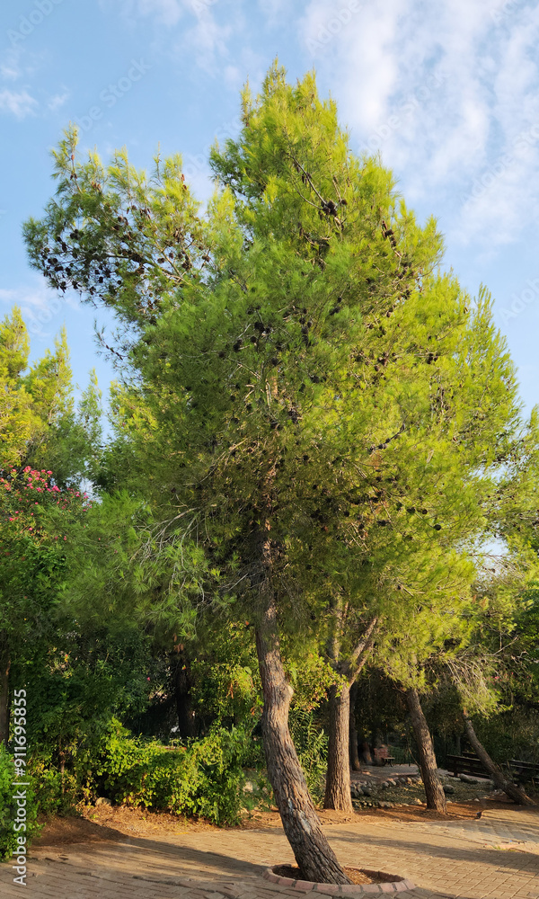 A young Aleppo pine or Jerusalem pine (Pinus halepensis), a pine native to the coastal areas of Mediterranean basin. A young Aleppo pine or Jerusalem pine (Pinus halepensis), a pine native to the coastal areas of Mediterranean basin.