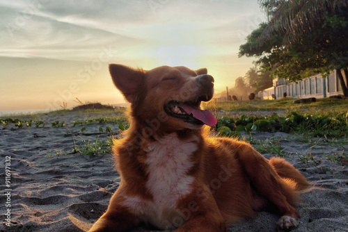 Dog laying down on the sand beach while the sunset