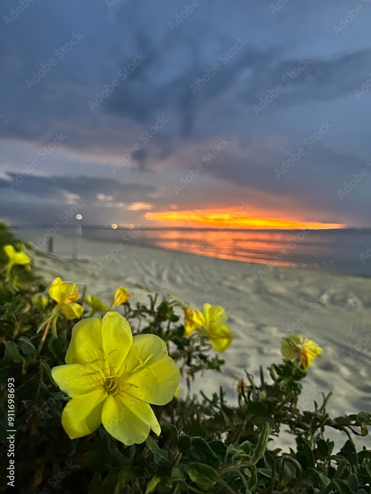 Fototapeta premium Blooms on beach at sunset