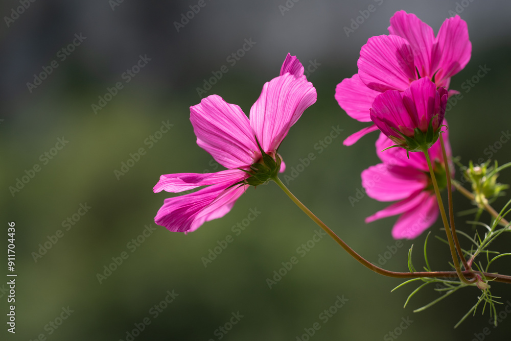 Obraz premium Sommerkörbchen / Blume