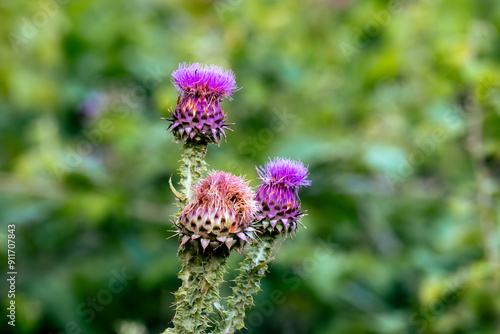 Close-up of Purple Thistle Flowers in Full Bloom. Thistle plant with its perfect colors