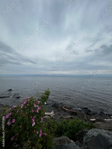 Wild Roses on Lake Superior photo