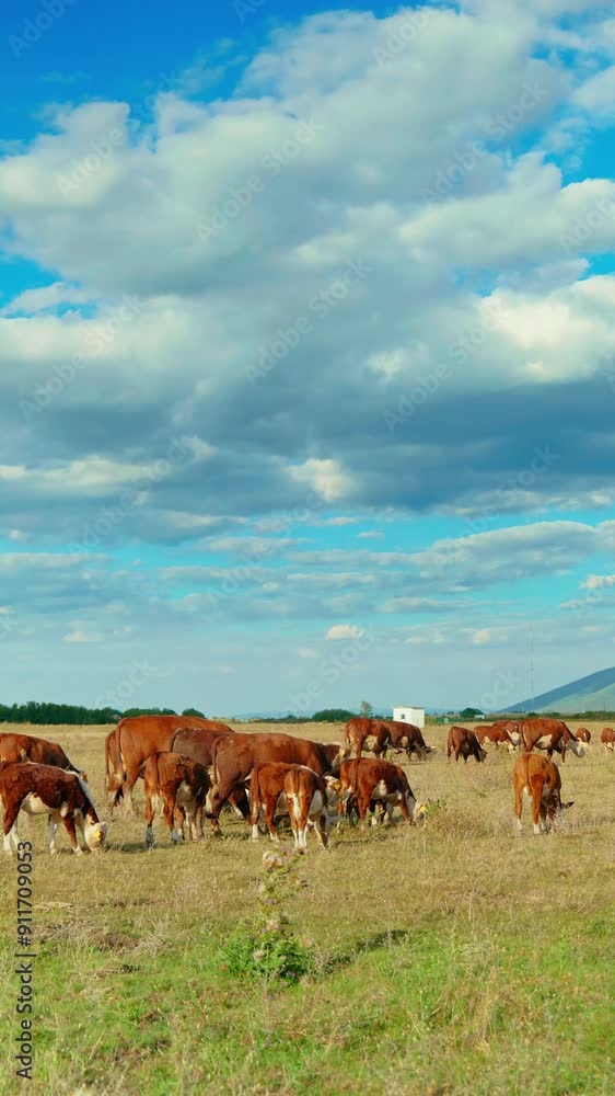A peaceful rural scene with cows grazing in a green meadow under a blue sky A peaceful rural scene with cows grazing in a green meadow under a blue sky