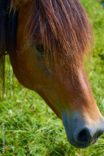 A detailed close up of a horse munching on grass in a lush field