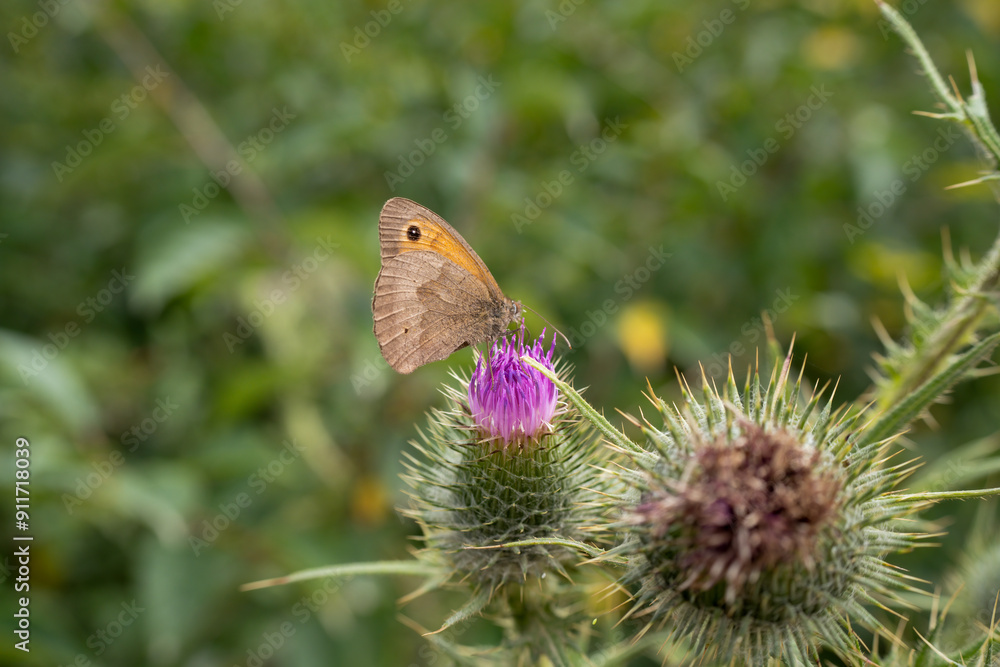 close-up of a meadow brown butterfly (Maniola jurtina) feeding on a thistle flower close-up of a meadow brown butterfly (Maniola jurtina) feeding on a thistle flower