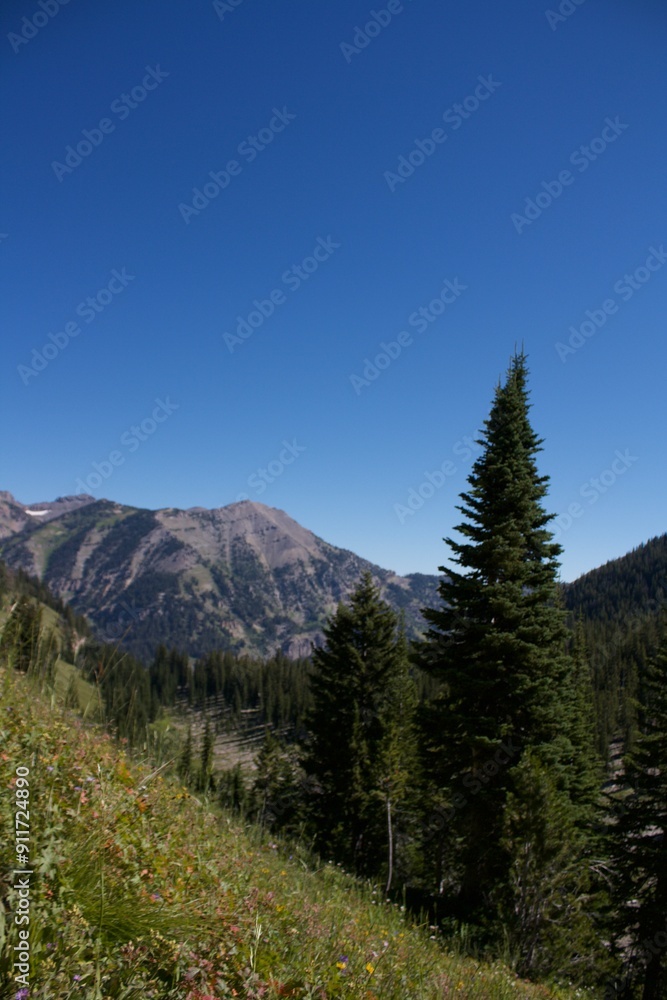 Fototapeta premium There is a big Fir tree in the forefront of the photograph and mountains in the background. The lighting is darker with a subtle contrast and a deep blue sky