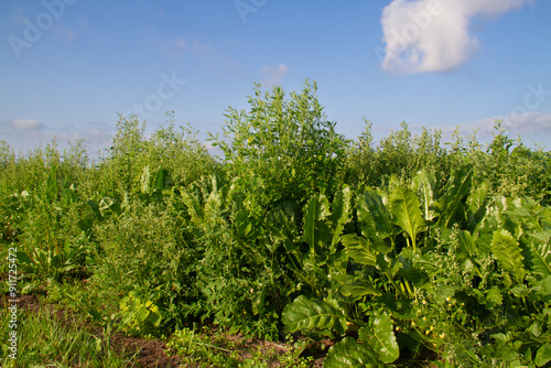 Weeds in a sugar beet field, mainly White goosefoot