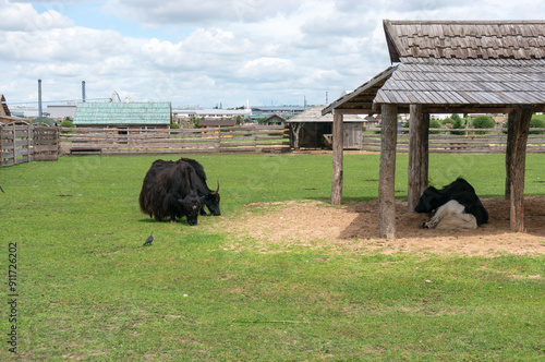 group of yaks on a green field in the zoo in Baranovichi, Belarus photo