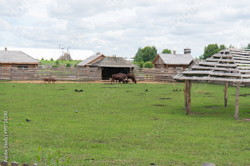 group of Ankole watusi eating grass in the zoo in Baranovichi, Belarus. photo