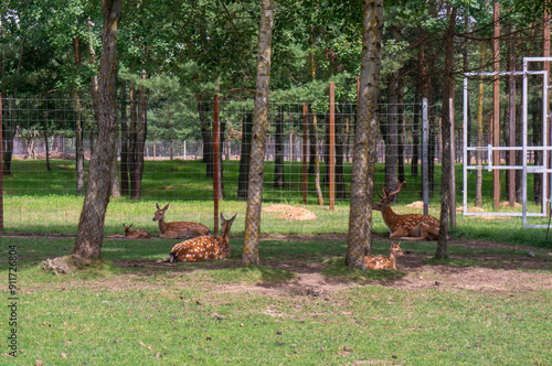  wild spotted deer. family of deer resting in a clearing in the zoo. photo