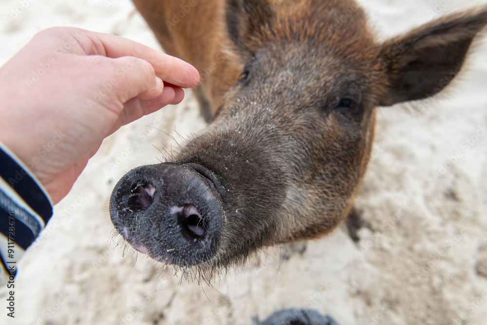 Friendly Wild Pig of No Name Cay, Bahamas Friendly Wild Pig of No Name Cay, Bahamas