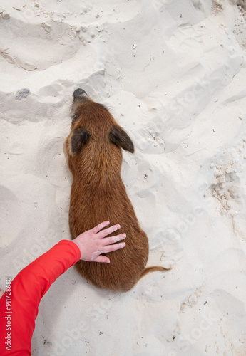 Child's hand petting friendly wild pig in The Abacos, Bahamas photo