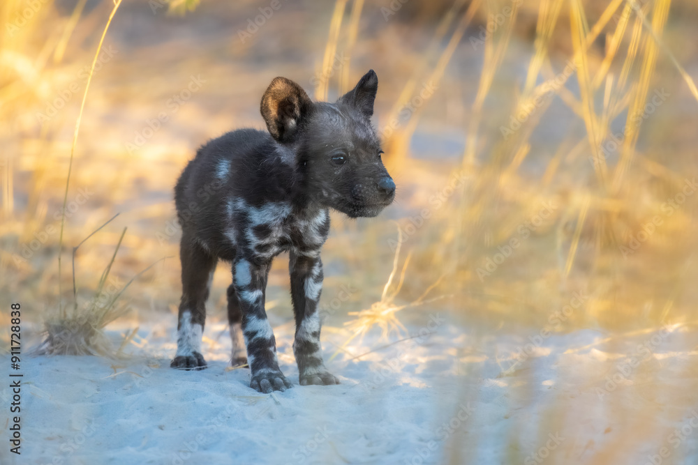 Portrait, close up of baby cute African Wild Dog, Lycaon pictus, african painted dog. Moremi game reserve, Botswana. Portrait, close up of baby cute African Wild Dog, Lycaon pictus, african painted dog. Moremi game reserve, Botswana.