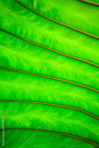 Wallpaper Mural Close up of leaf. Nature green background for environment concept.Leaves decoration. beautiful pattern, leaf wallpaper, foliage green texture, natural garden fresh green plant. Vertical. Torontodigital.ca