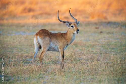 Lechwe, Kobus leche, antelope in the golden grass wetlands. Lechve running in the river water, Okavango delta, Botswana in Africa. Wildlife scene from nature. 