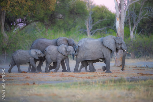 Elephants with baby in Moremi game reserve Africa, Family of Elephants , Elephants taking a bath in a water poolwith mud, eating green grass. African Elephants in landscape, green Africa, Botswana photo