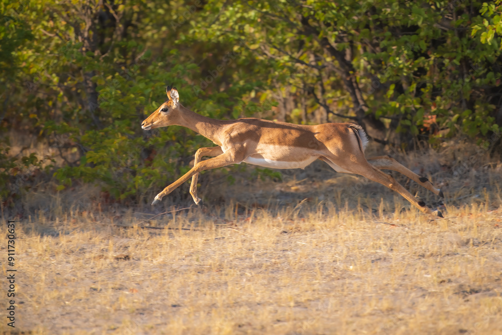 Impala Antelopes jumping in the Moremi National Park, Botswana, closeup, portrait, 4K resolution Impala Antelopes jumping in the Moremi National Park, Botswana, closeup, portrait, 4K resolution