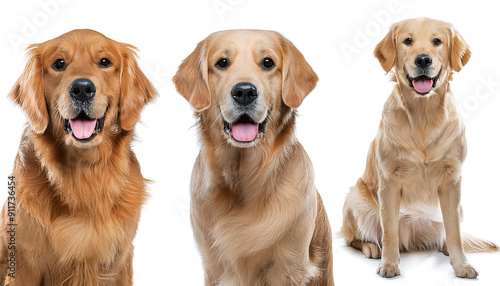  Collection of three dogs, happy golden retrievers set (portrait, sitting and standing) isol_1(42)