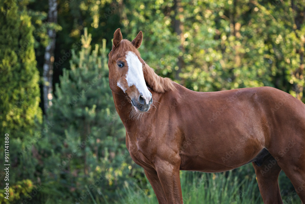 Elegant portrait of a chestnut horse on the background of trees. Portrait of a horse on the loose Elegant portrait of a chestnut horse on the background of trees. Portrait of a horse on the loose