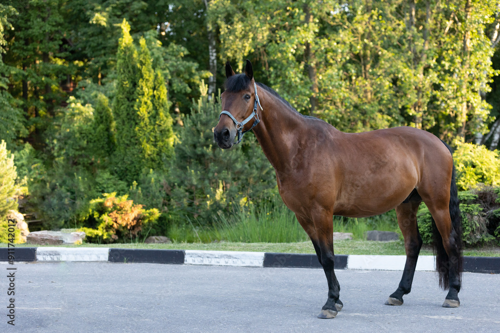 Obraz premium Full-length exterior photo of a bay horse