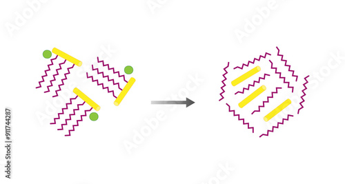 Fat Molecule, triglyceride, Lipids Digestion. Lipase enzyme catalyzes the hydrolysis of fats to Fatty Acids And Glycerol. Colorful scientific diagram. Vector Illustration.