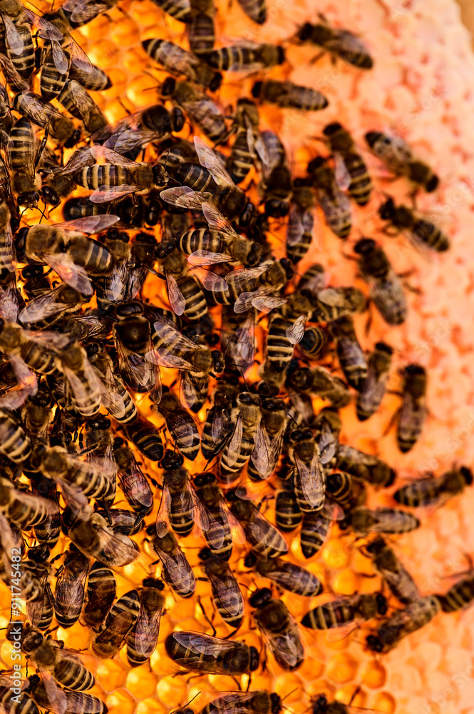 Frame covered with bees in nature Frame covered with bees in nature