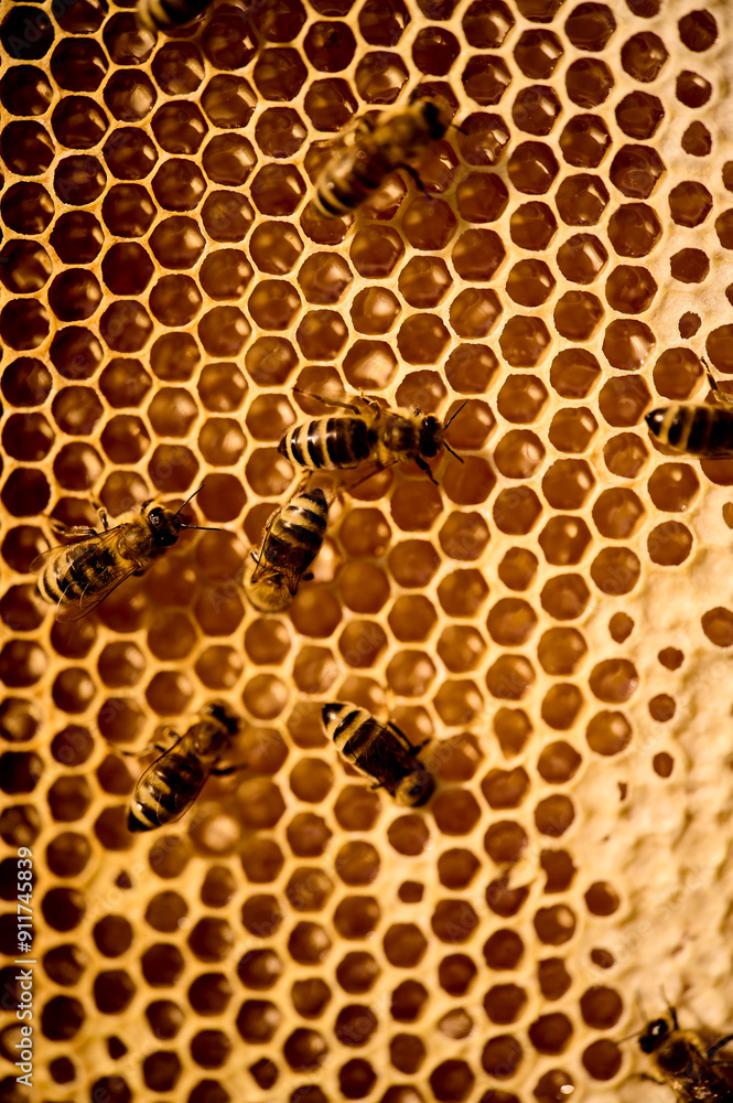 Frame covered with bees in nature Frame covered with bees in nature