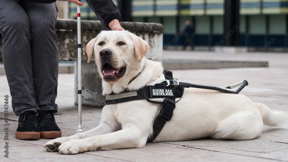 Guide dog sitting next to his female handler with a white cane during a city walking break. Mobility aid and companionship concepts. Guide dog sitting next to his female handler with a white cane during a city walking break. Mobility aid and companionship concepts.