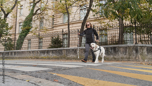 Photography Guide dog walking close to his blind owner and helping her to cross a street on a marked crosswalk
