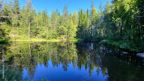 reflection of trees in water