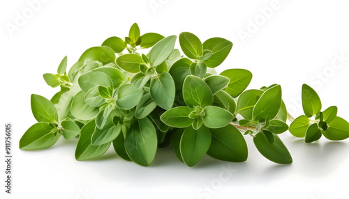 A bunch of fresh oregano on a white background