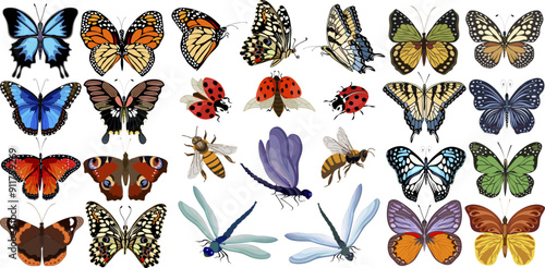 Collection of multicolored insects.Butterflies, ladybugs, bees and dragonflies in color set.