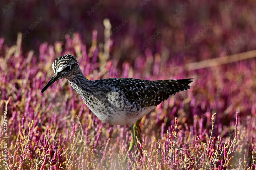Obraz premium Bruchwasserläufer in einer Salzwiese // Wood sandpiper in a salt marsh (Tringa glareola)