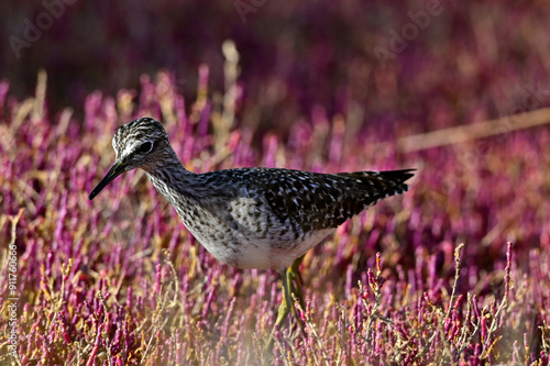 Bruchwasserläufer in einer Salzwiese // Wood sandpiper in a salt marsh (Tringa glareola) photo