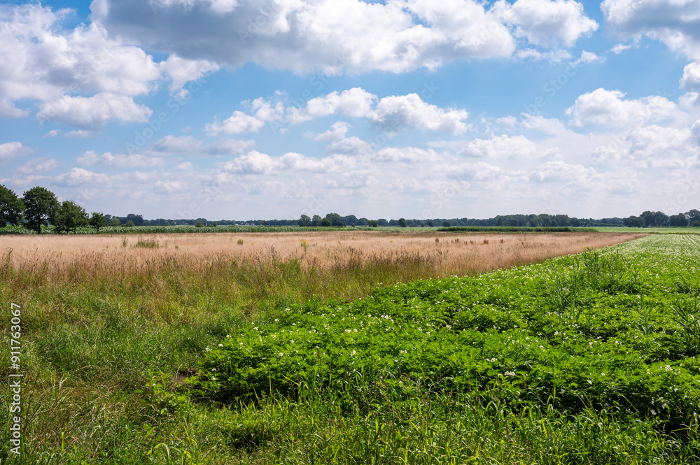 Green agriculture fields and meadows at the German countryside around Osterwald, Lower Saxony, Germany Green agriculture fields and meadows at the German countryside around Osterwald, Lower Saxony, Germany