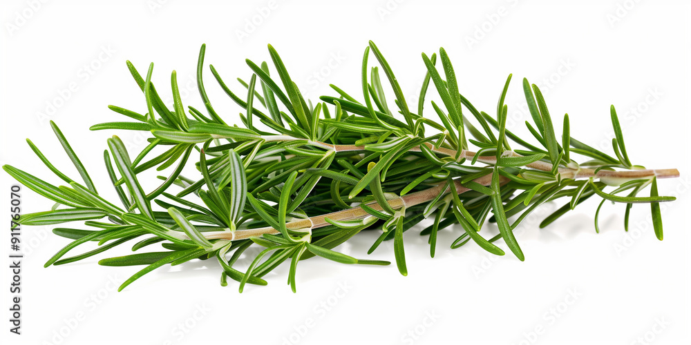 Fototapeta premium rosemary branch on a white background